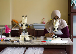 Woman in a hijab works with a microscope in a lab