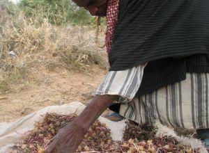 Image of a women working in a garden